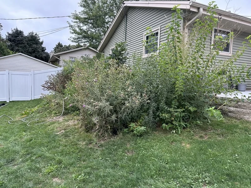 Common weeds in a Wisconsin lawn and landscape bed